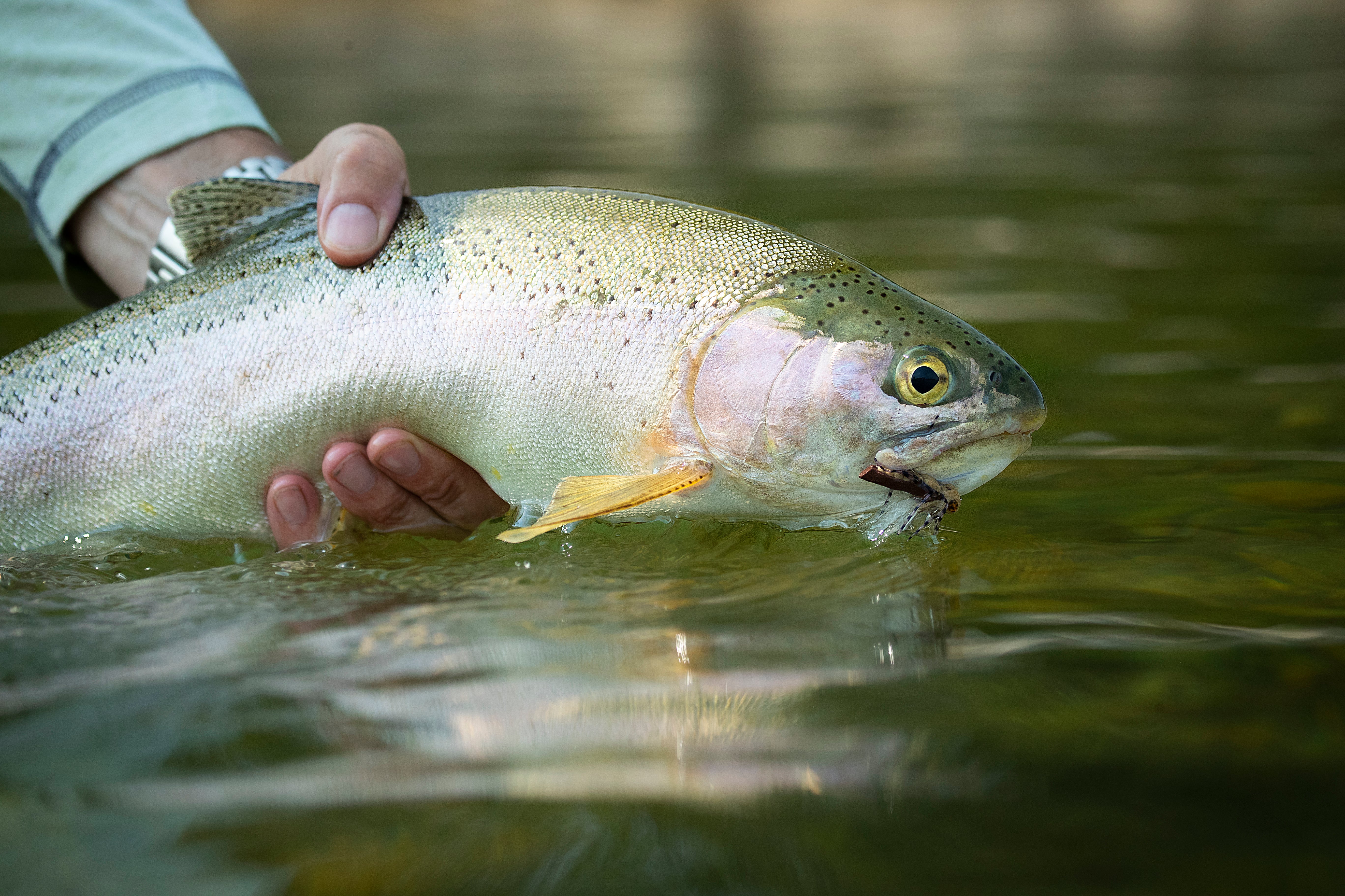 Bow River Fishing Report - July 11, 2024