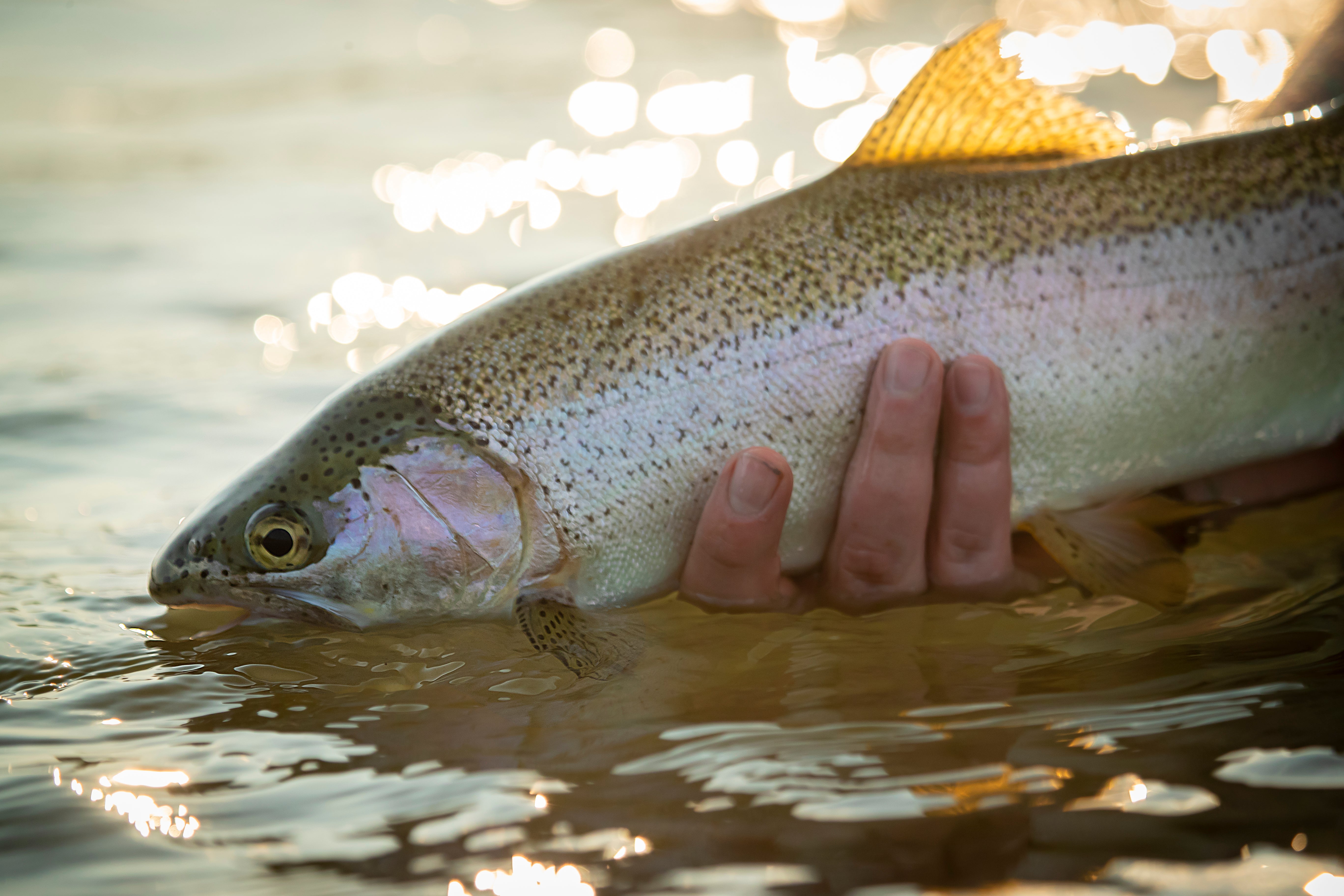 Bow River Fishing Report - August 1, 2024