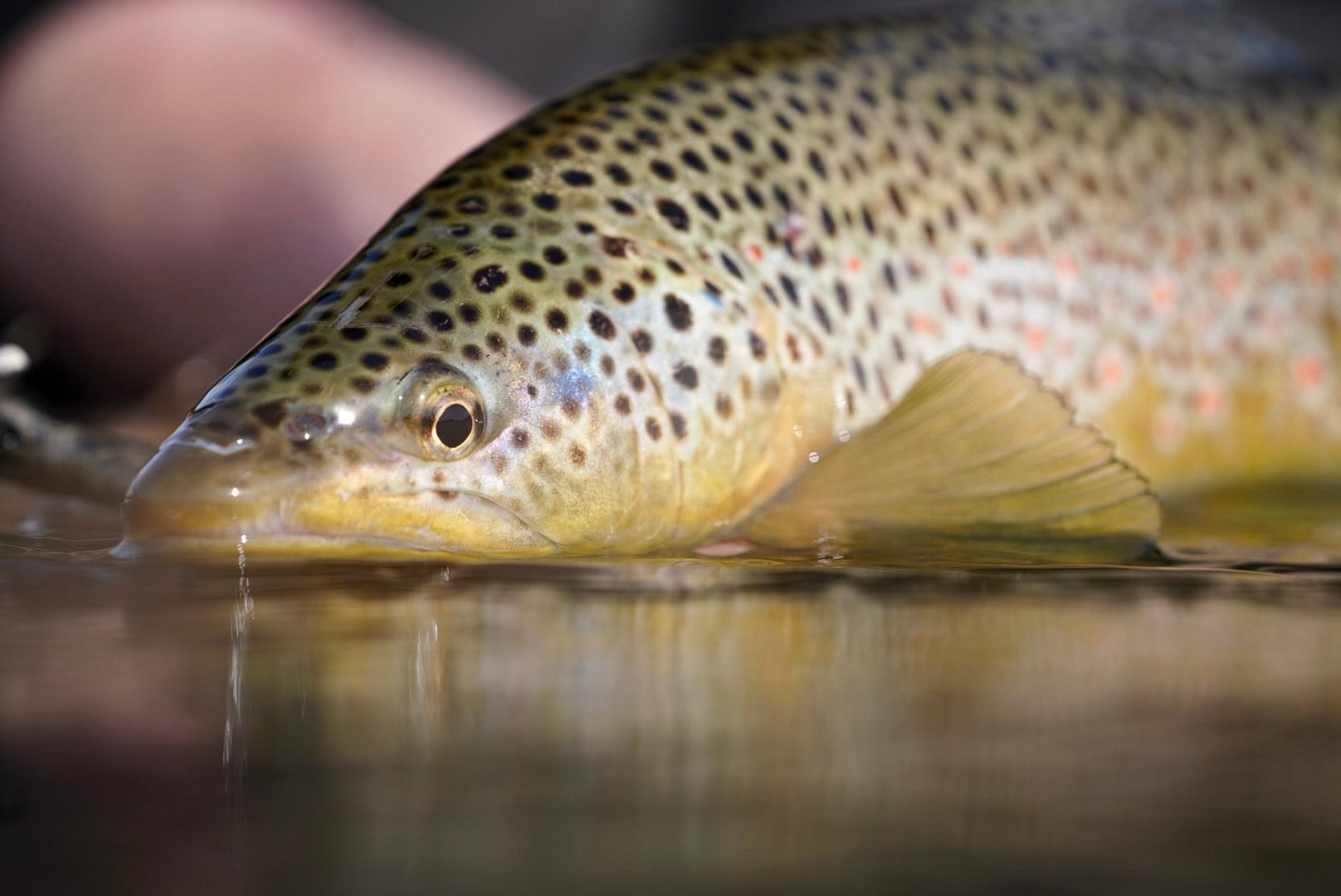Bow River Fishing Report - August 13, 2024