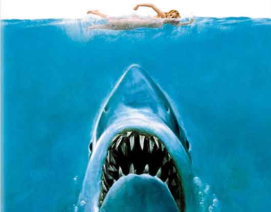 Sharkin' - You're Gonna Need A Bigger Fly Rod - Video Spotlight