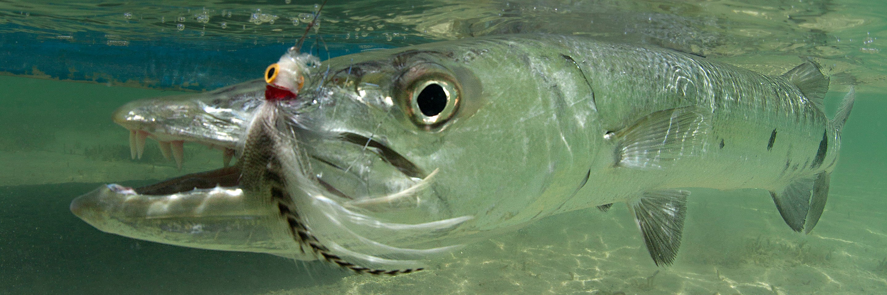 Barracuda Flies – Out Fly Fishing