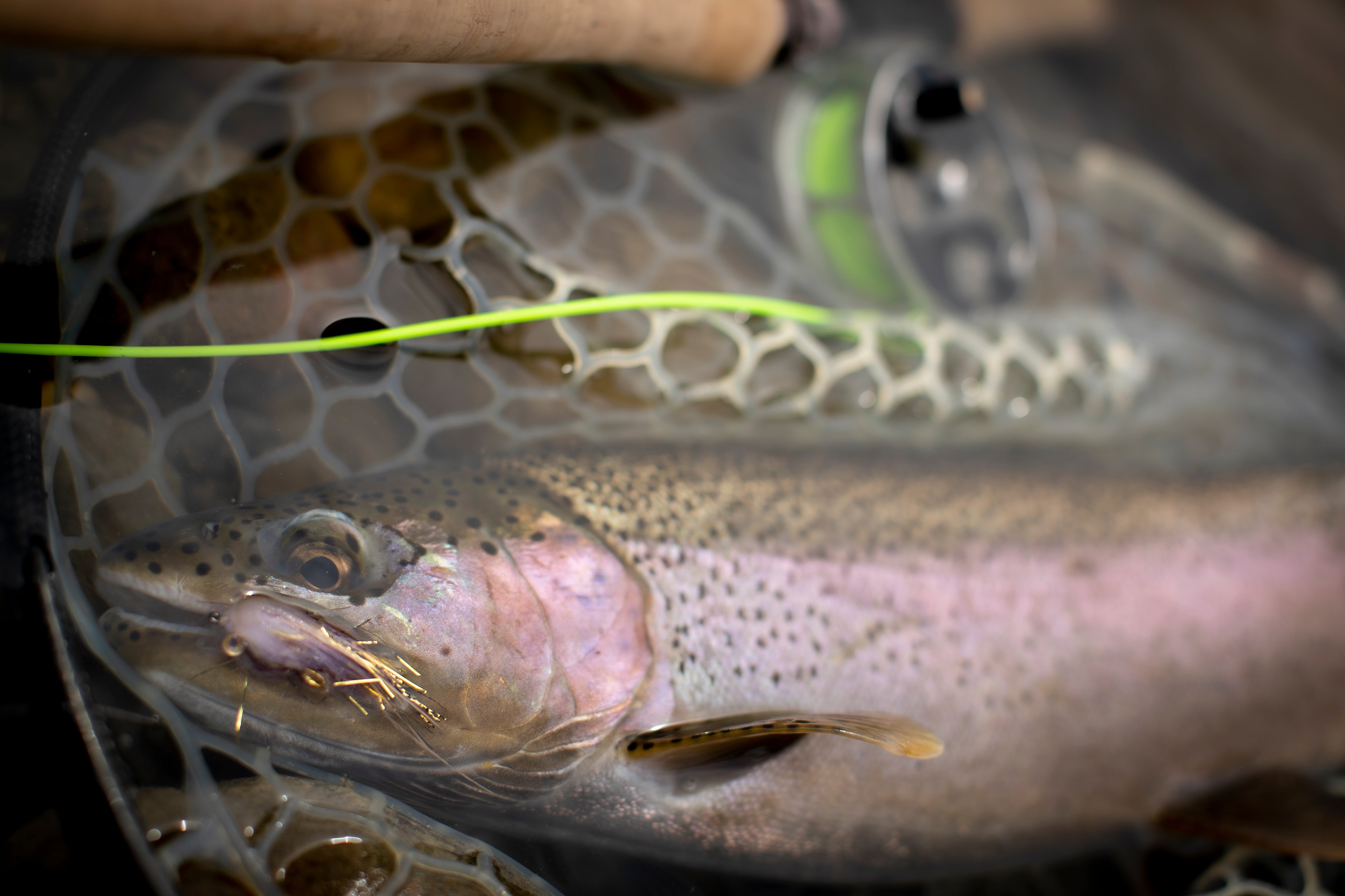 Bow River Fishing Report - April 1, 2026