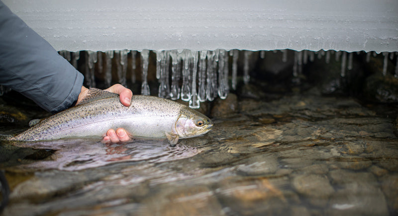Bow River Fishing Report - February 27, 2025