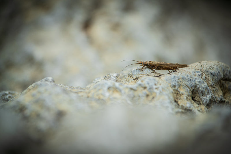 Top 10 Stoneflies