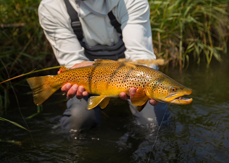 Bow River & Mountain Stream Fishing Report