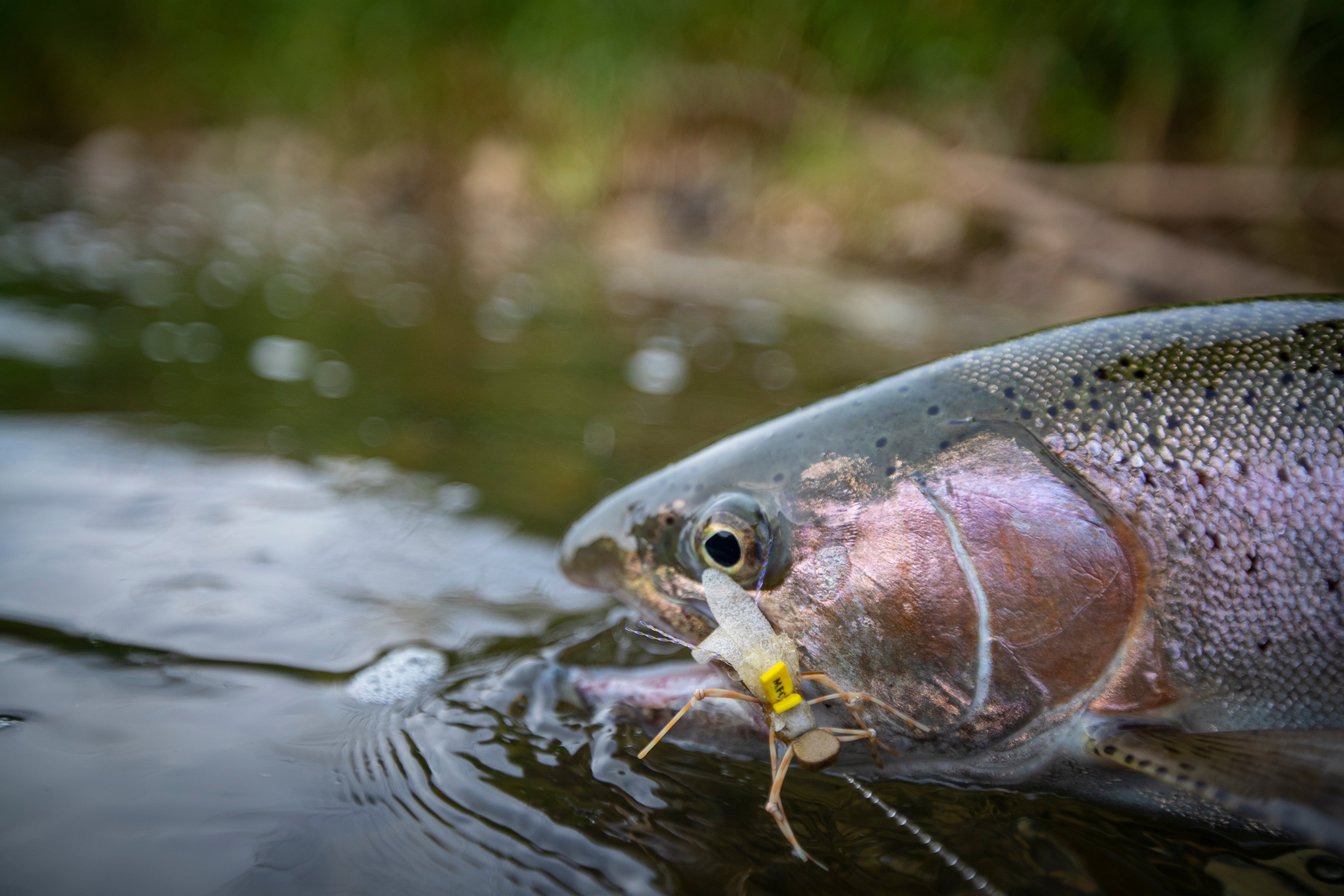 Bow River Fishing Report - July 14, 2026