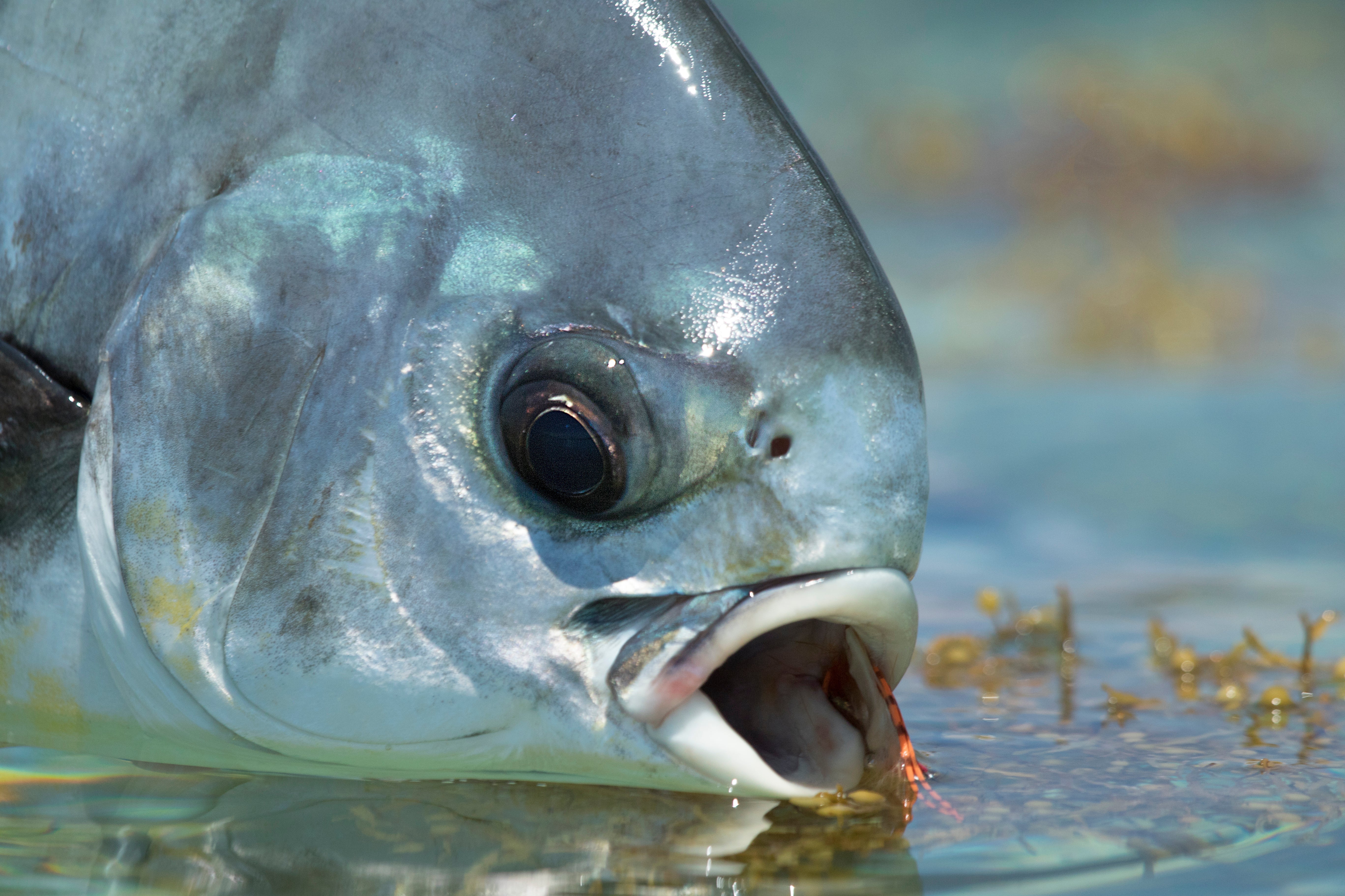 Out Fly Fishing Film Night - March 14, 2026