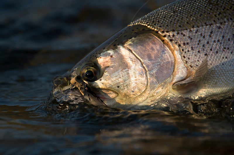 Bow River Fishing Report - September 19, 2024