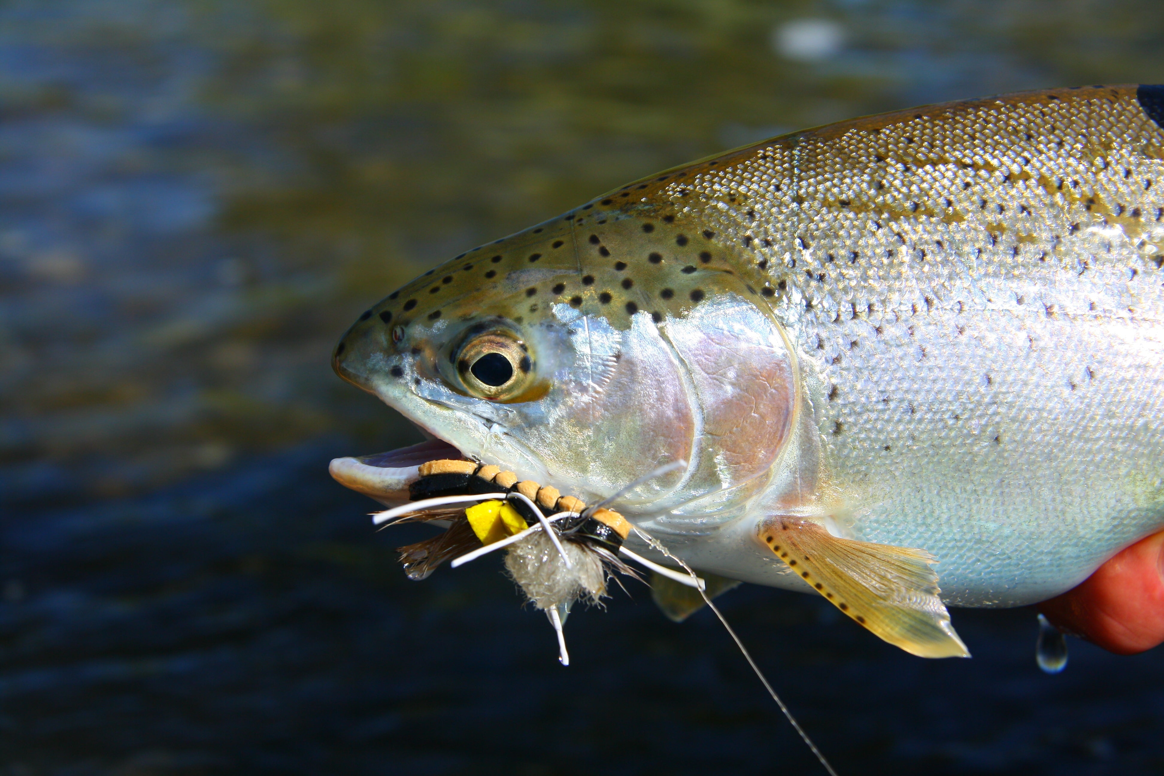 Bow River Fishing Report - August 6, 2026