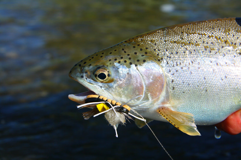 Bow River Fishing Report - August 6, 2026