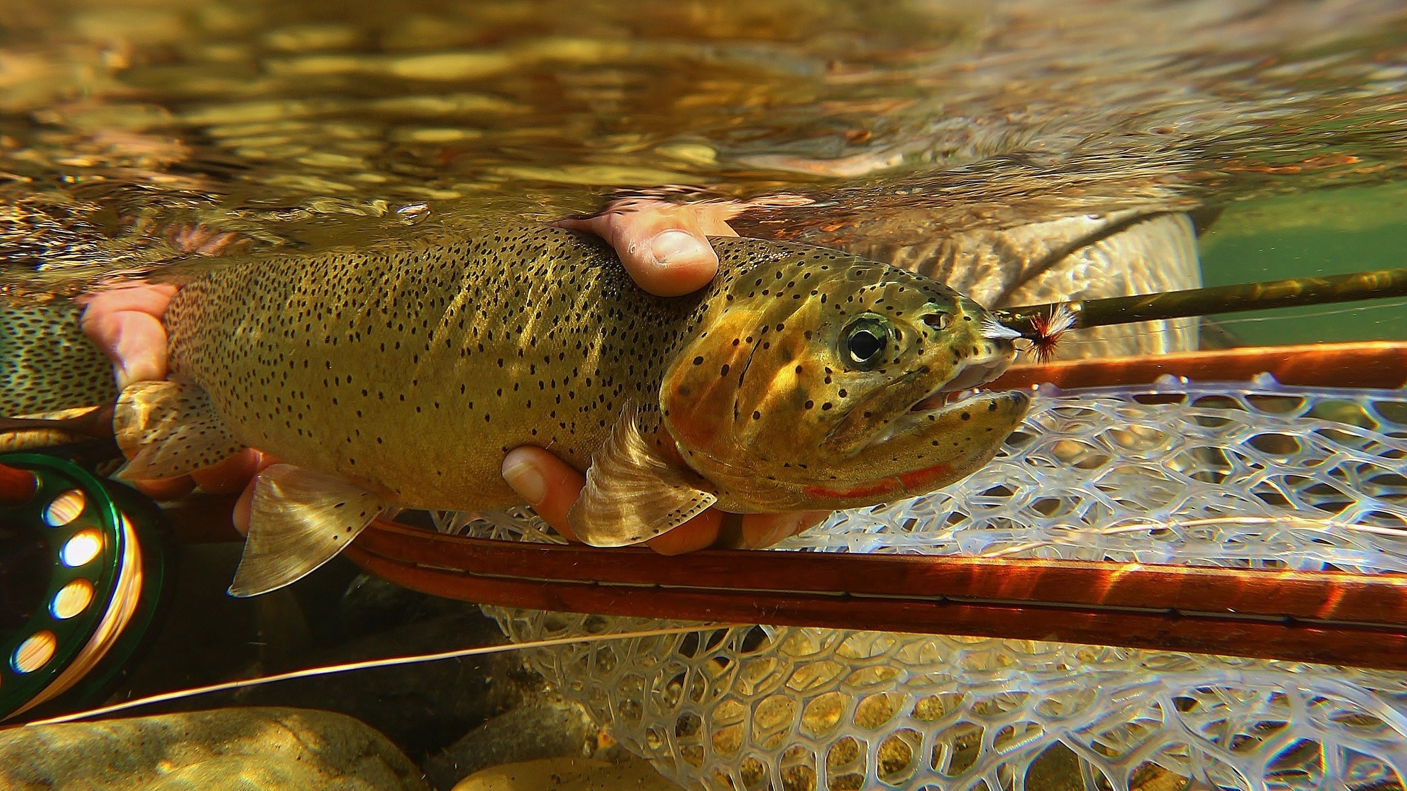 Top 10 Flies for Our Mountain Streams