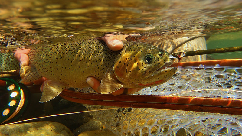 Top 10 Flies for Our Mountain Streams