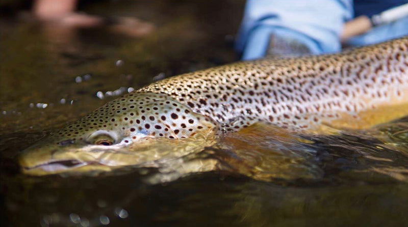 Bow River Fishing Report - September 18, 2026