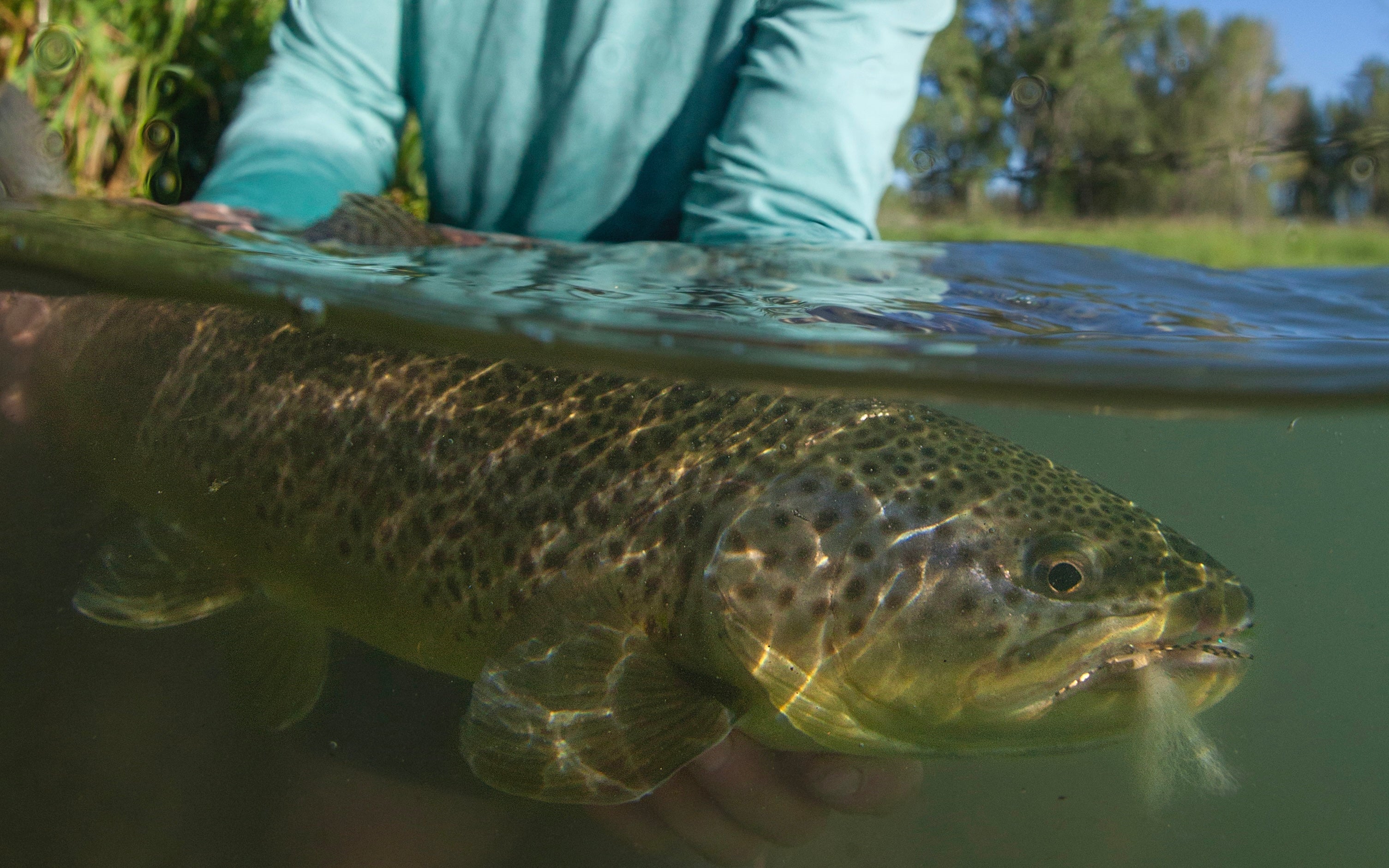 Bow River Fishing Report - July 23, 2026