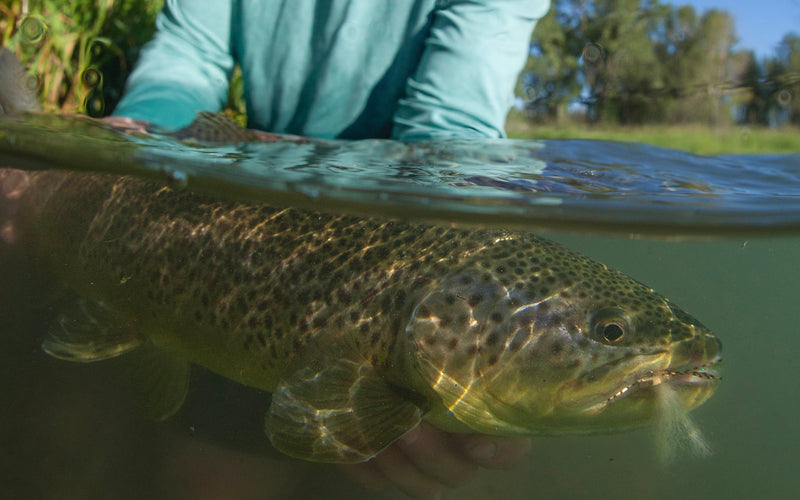 Bow River Fishing Report - July 23, 2026