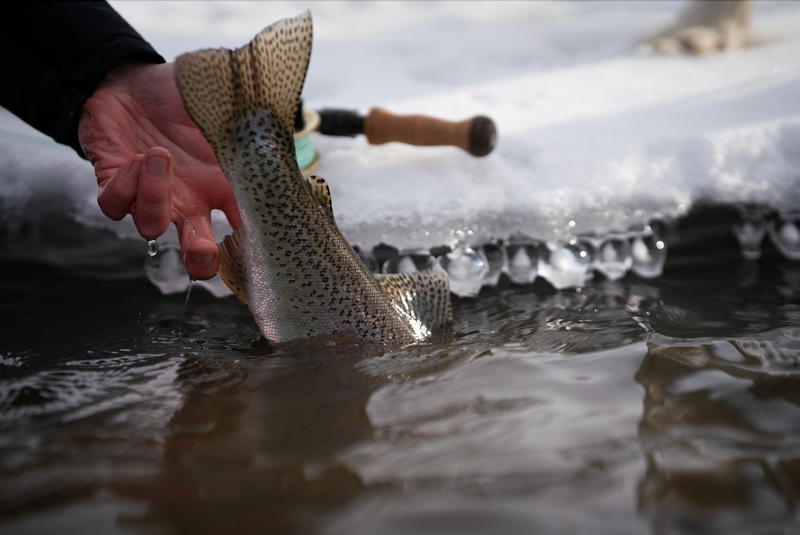 Bow River Fishing Report - February 5, 2026