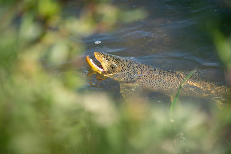 It's Stonefly Season on the Bow River