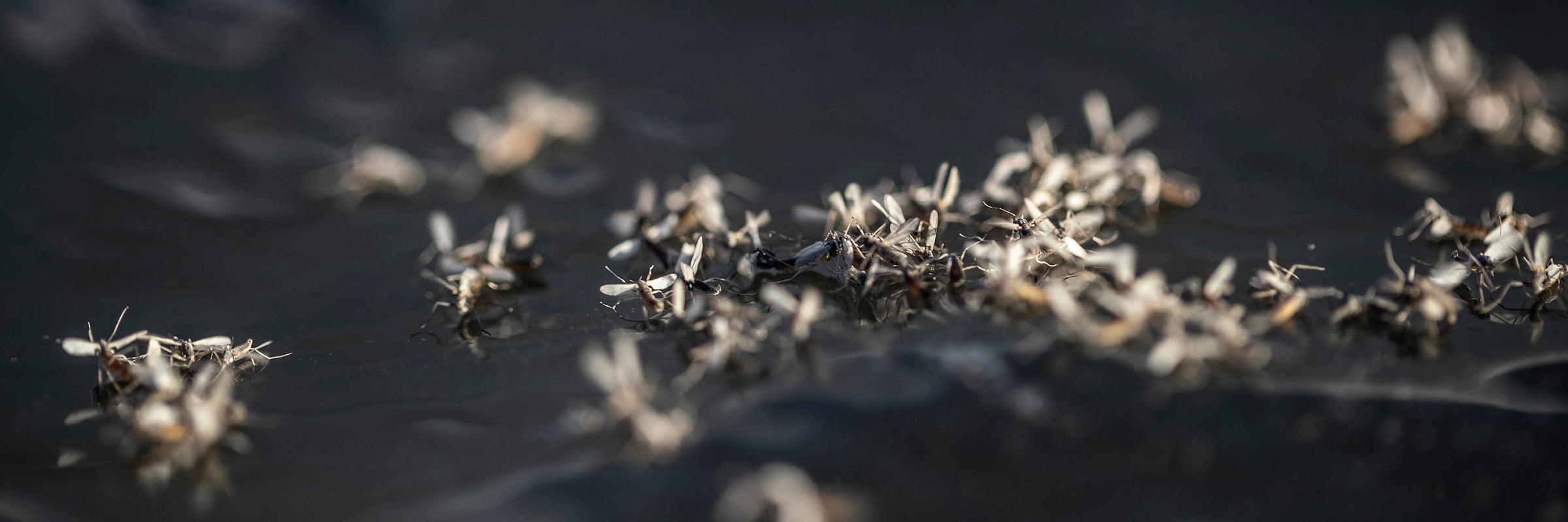 Dry Flies Adult Midge Patterns