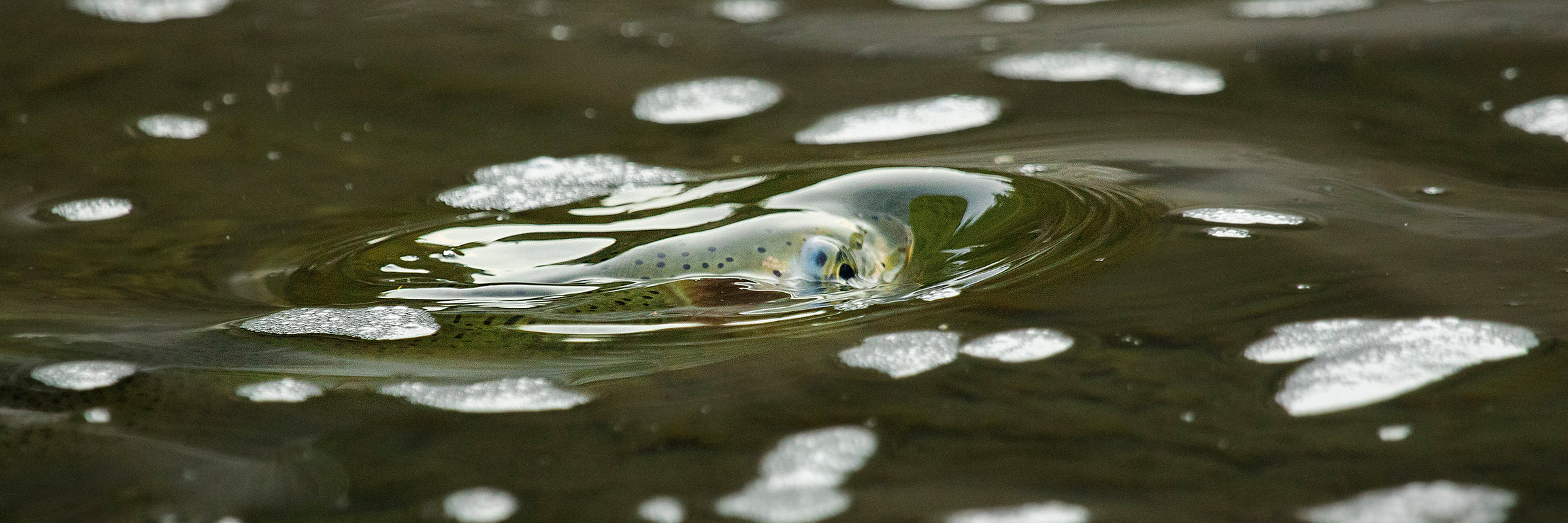 Caddis Adult Dry Fly Patterns