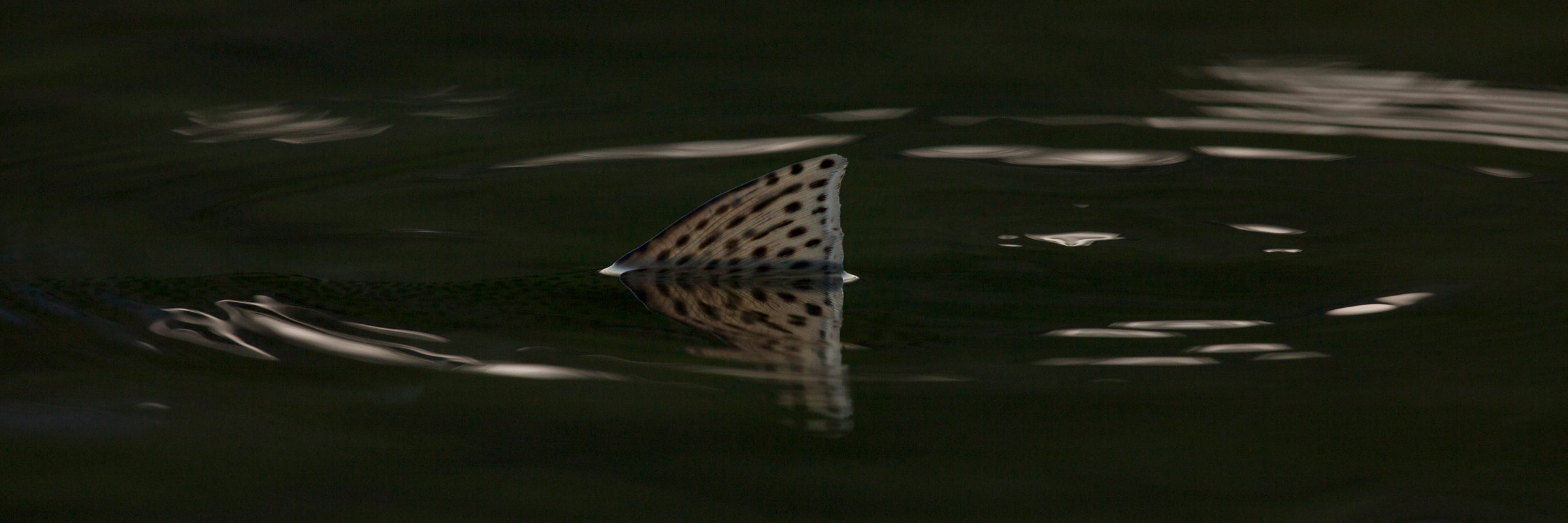 Dry Fly Emerger and Cripple Fly Patterns