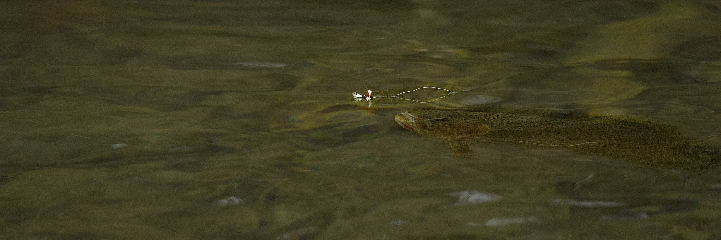 Mayfly Dry Fly Patterns