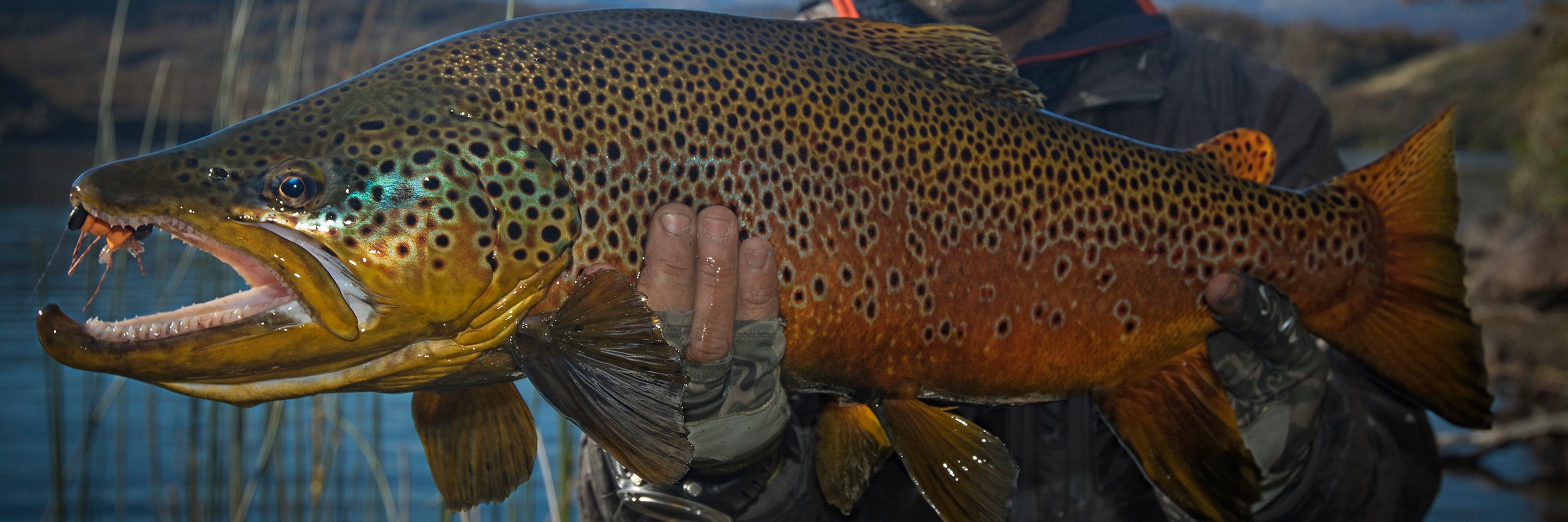 Attractor Dry Fly Patterns