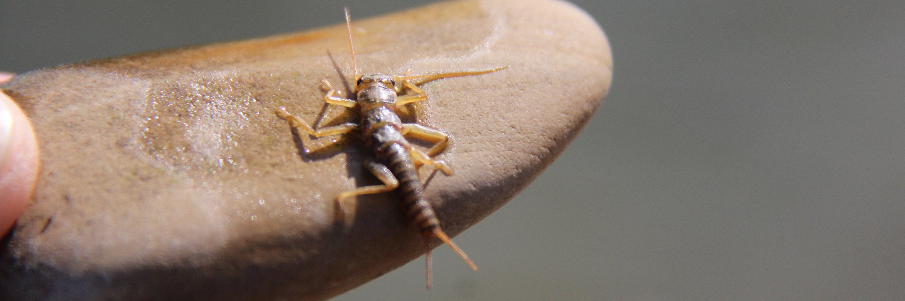 All Purpose Nymphs