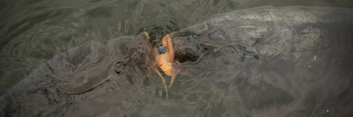 Carp Flies