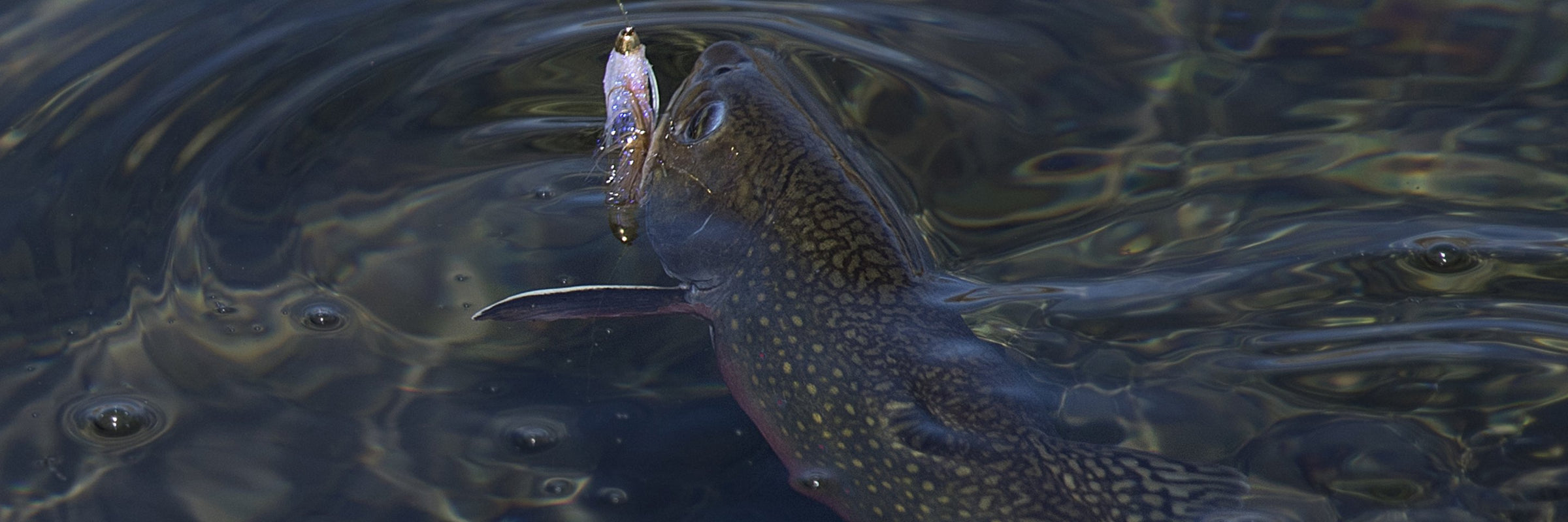 Stinger Hook Streamers