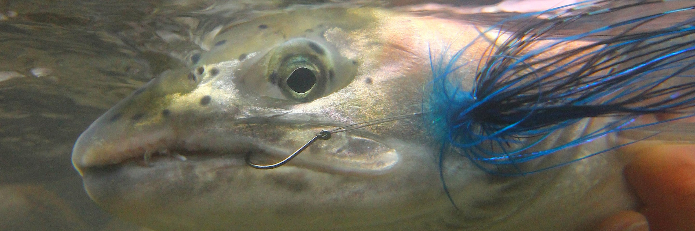 Salmon & Steelhead Hooks