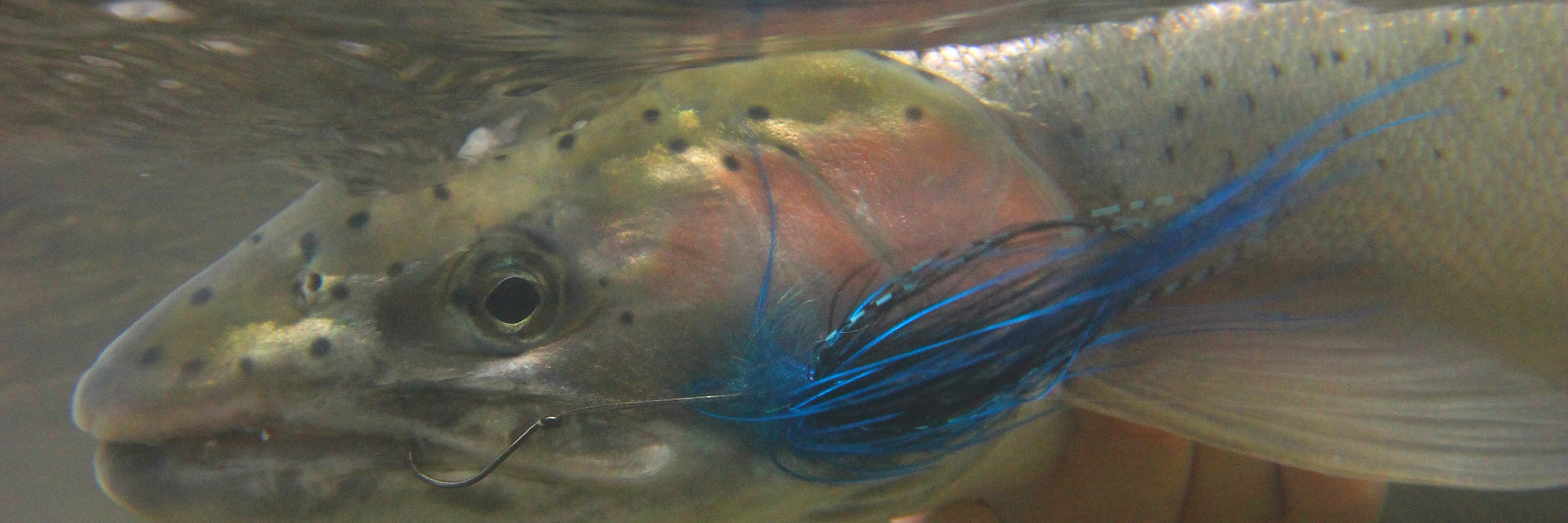 Steelhead & Salmon Flies