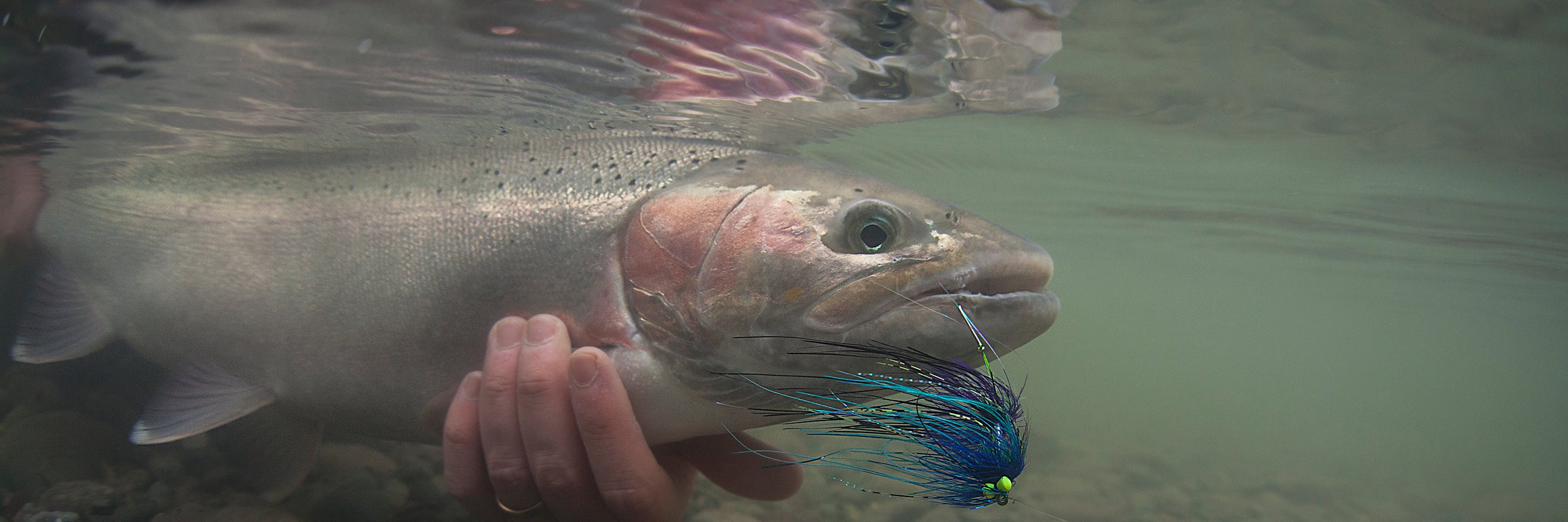 Steelhead Intruders and Trailing shank fly patterns