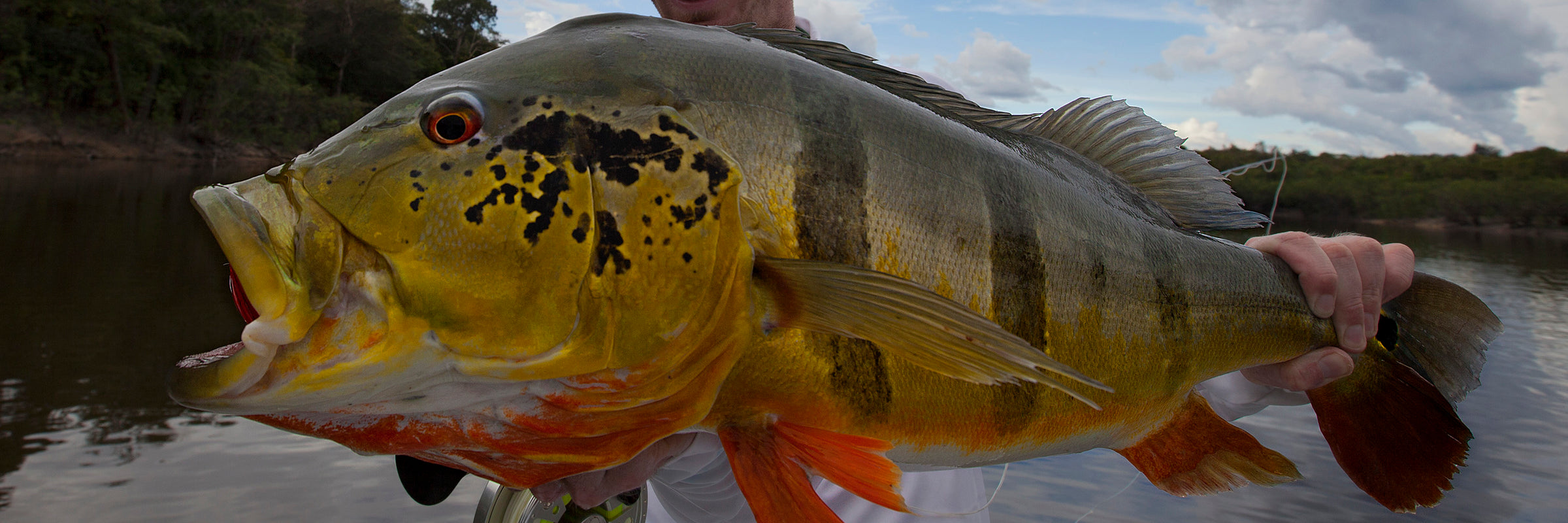 Peacock Bass Flies