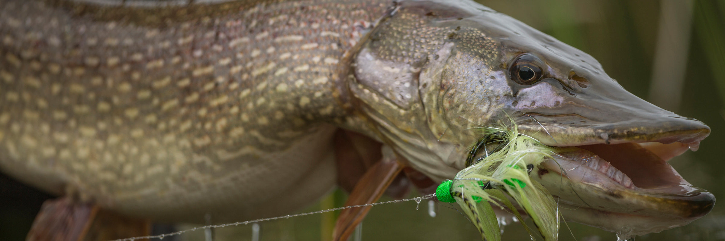 Articulated Shank Pike, Musky & Predatory Fly Patterns