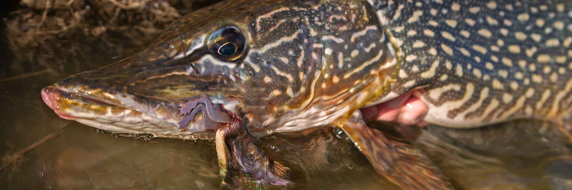 Topwater Mice and Frog Fly Patterns