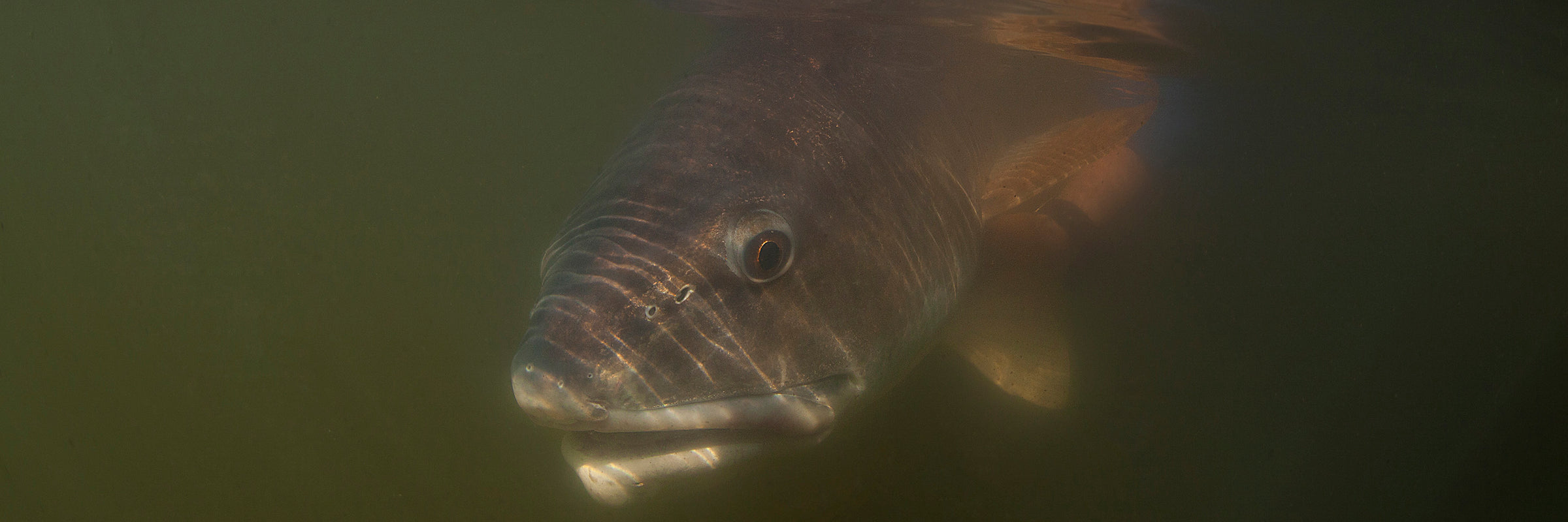 Redfish Fly Patterns