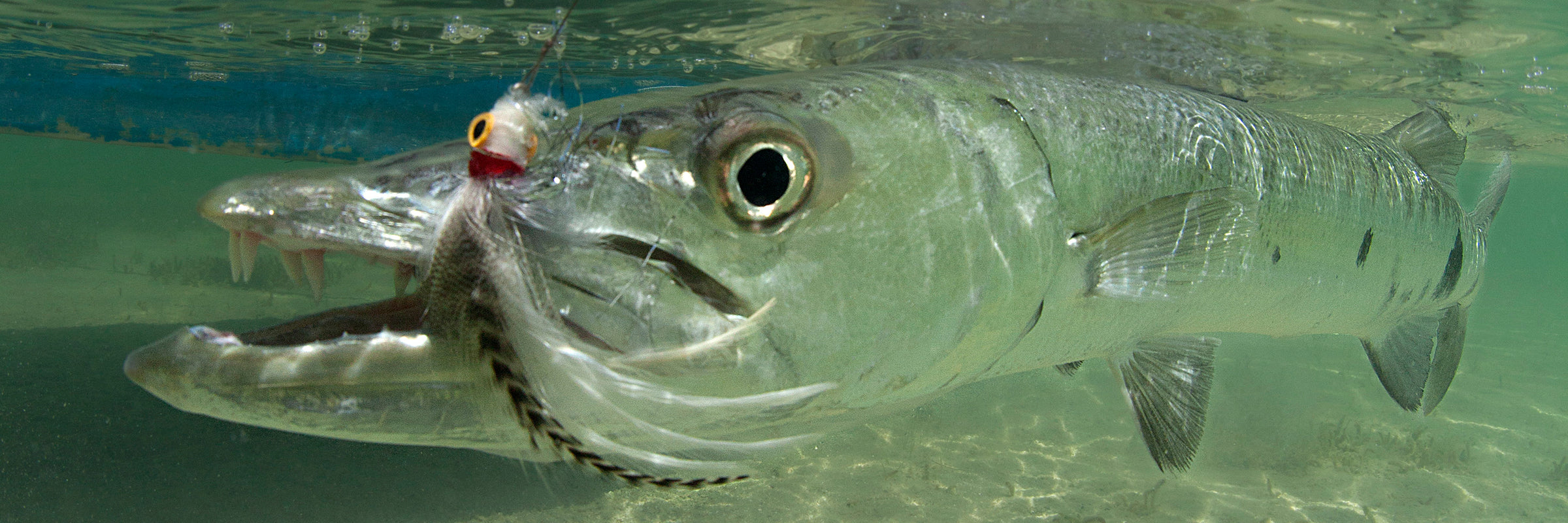 Barracuda Flies