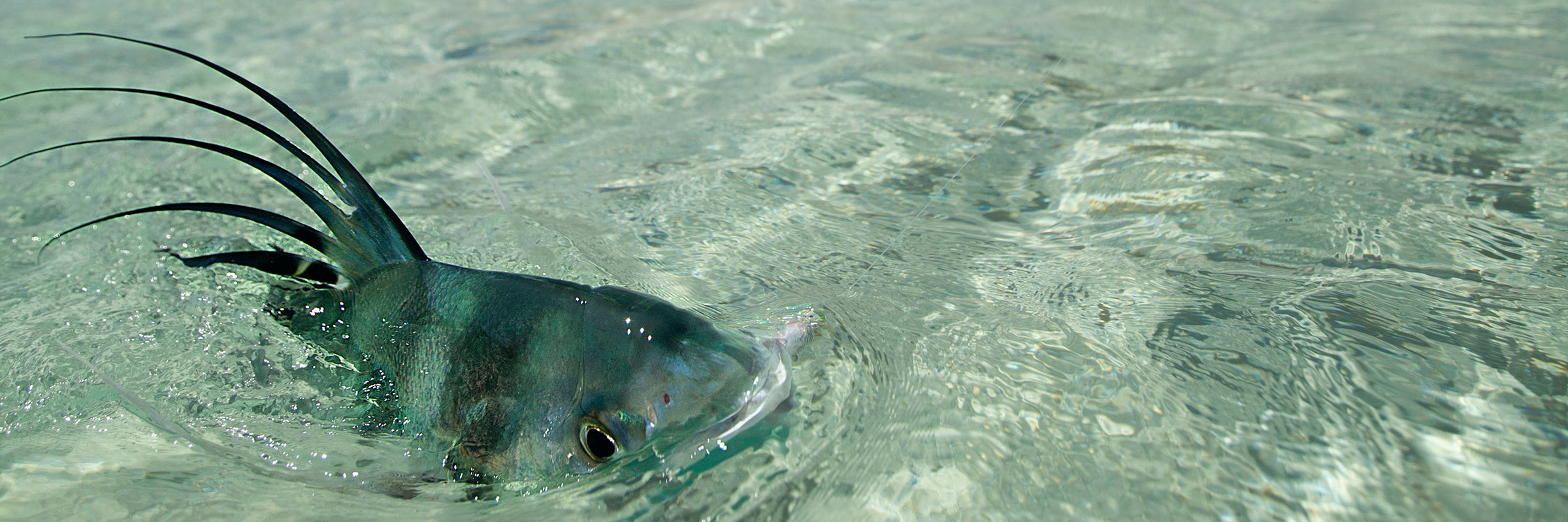 Roosterfish Flies – Out Fly Fishing