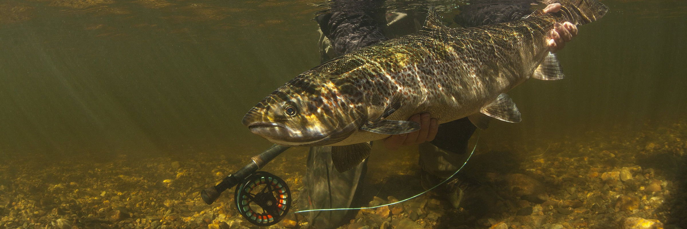 Integrated Spey Lines