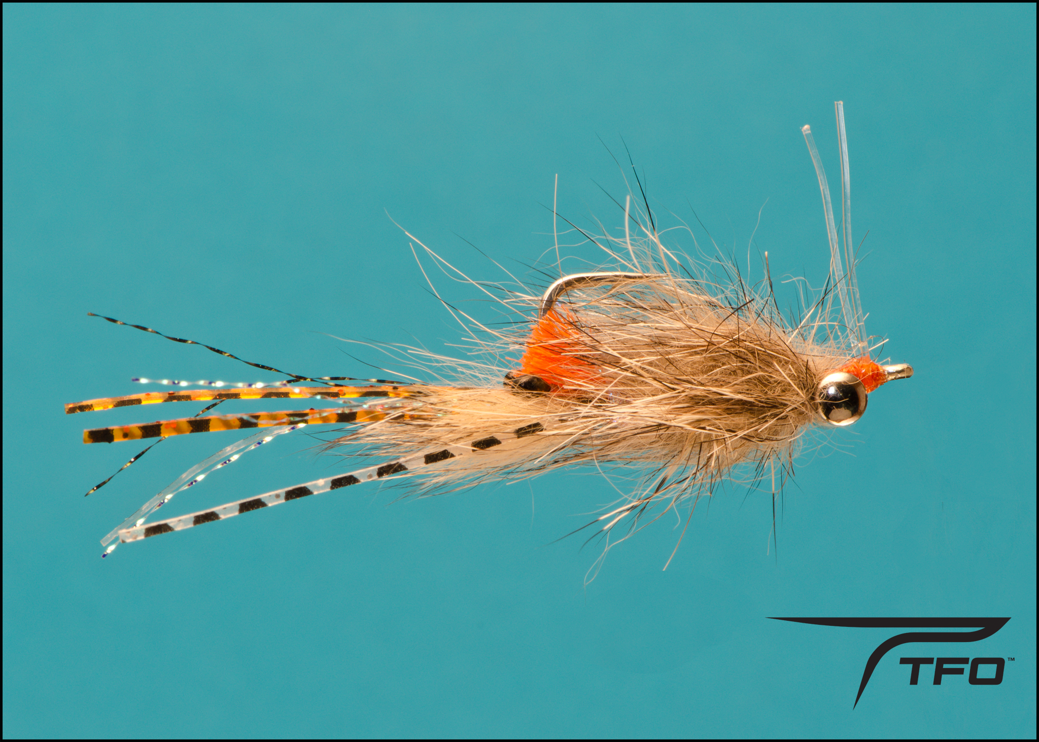 Spawning Shrimp