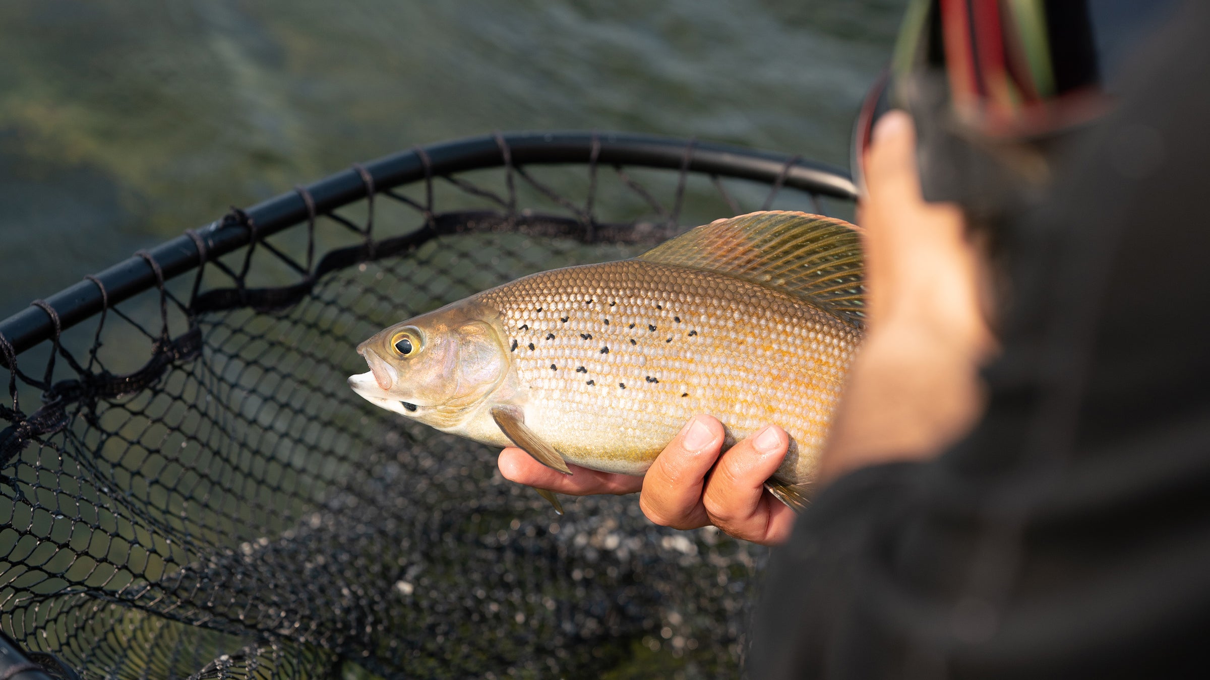 Arctic Grayling Lakes – Out Fly Fishing