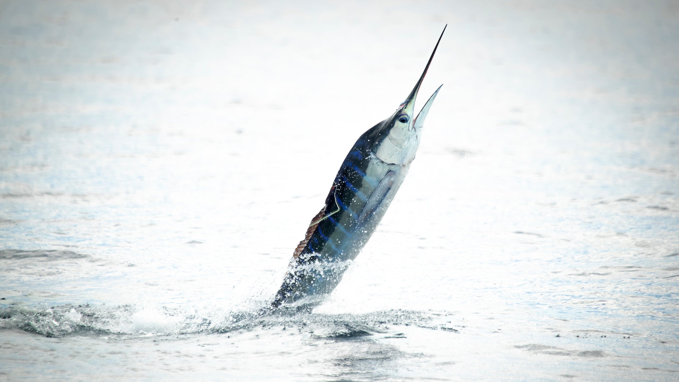 Magdalena Bay, Baja Mexico – Out Fly Fishing