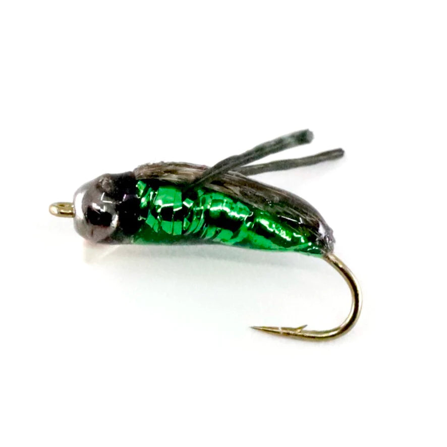 BH Morrison's Water Boatman