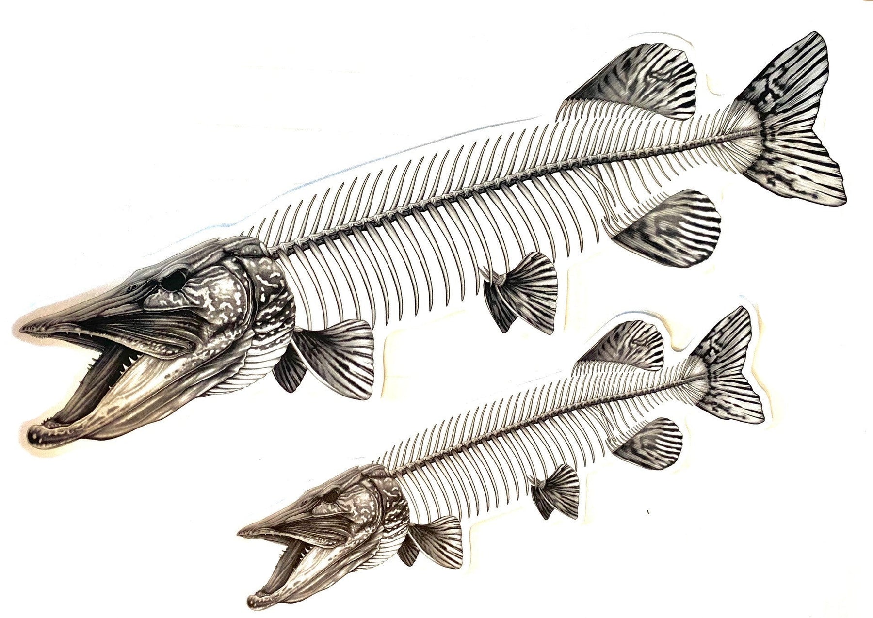 Nick Laferriere Pike Skeleton Sticker – Out Fly Fishing
