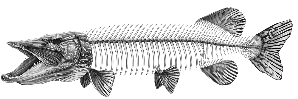 Nick Laferriere Pike Skeleton Sticker – Out Fly Fishing