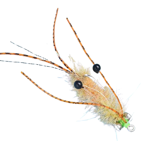 Ascension Bay Mantis Shrimp Fly