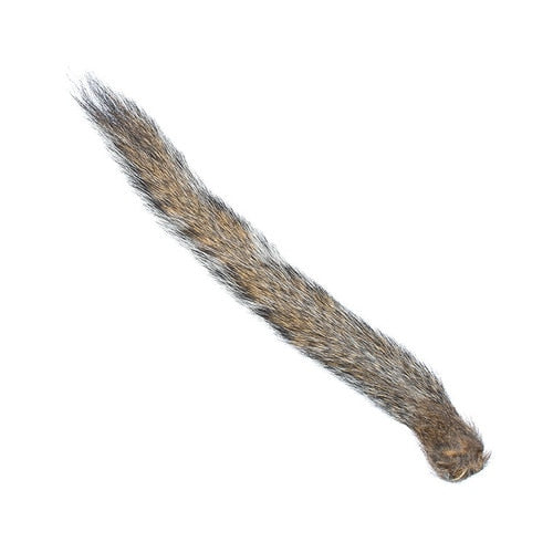 Squirrel Tail