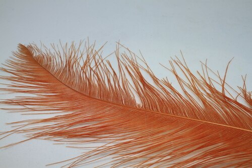 Rhea Feathers Individual Dyed Out Fly Fishing rhea-feathers-individual-dyed-out-fly-fishing