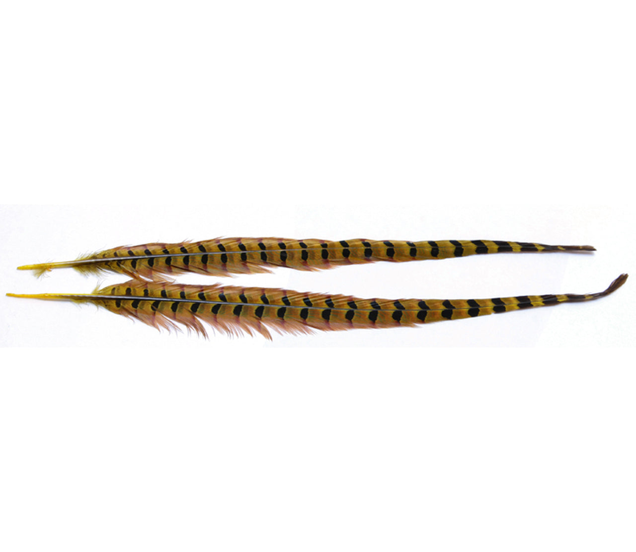Wapsi Dyed Ringneck Tail Feathers - Pair