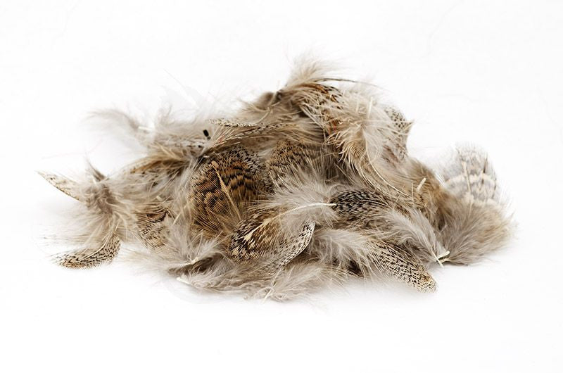 Partridge Feathers